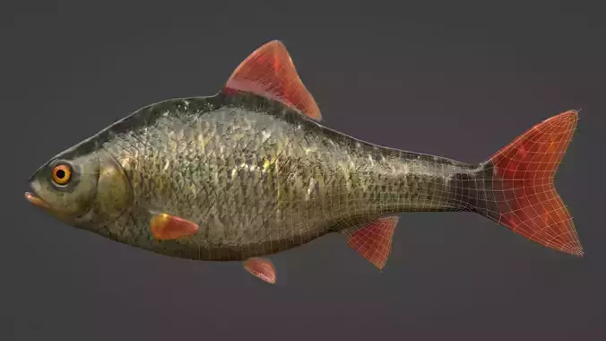 Fish - PBR Model 3D model