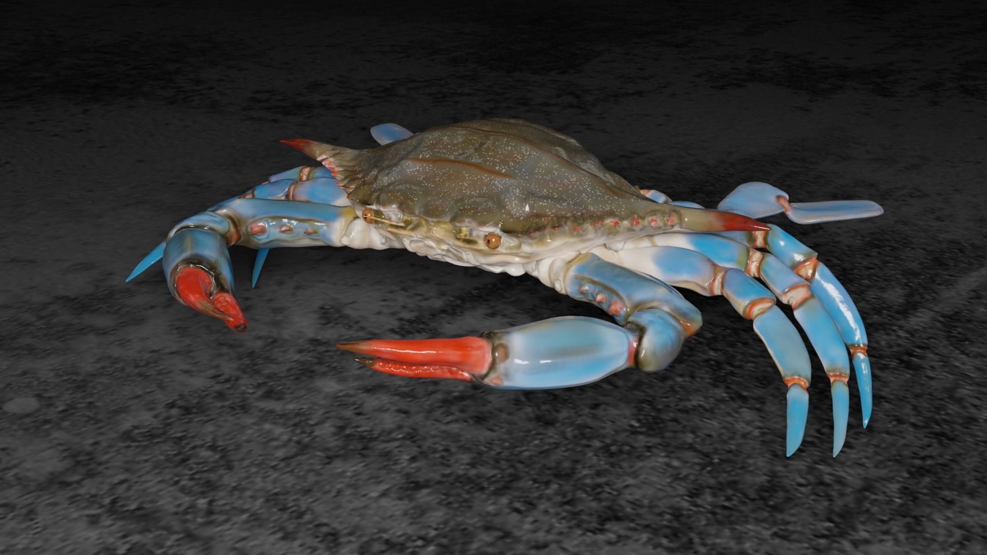 Blue Crab 3D model_1