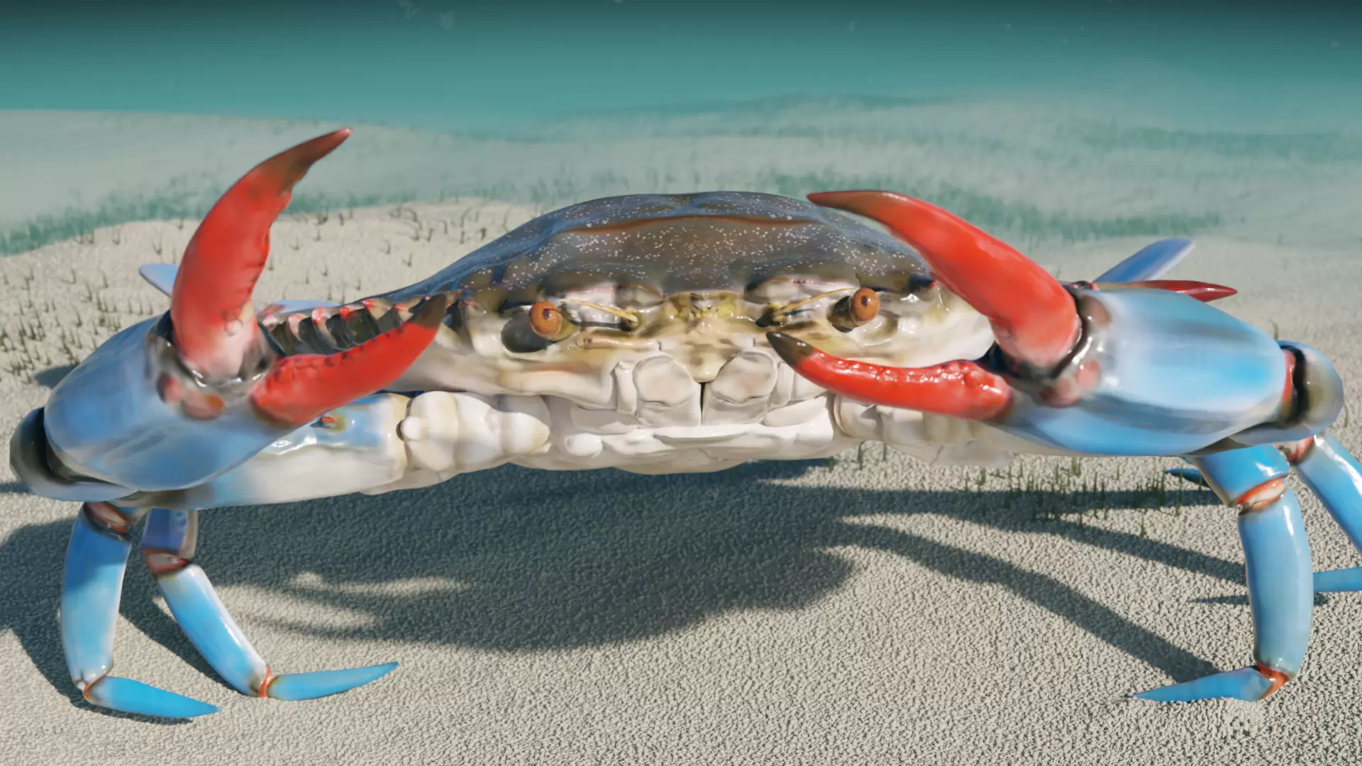 Blue Crab 3D model_0