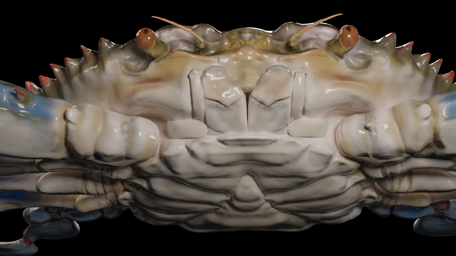 Blue Crab 3D model_4