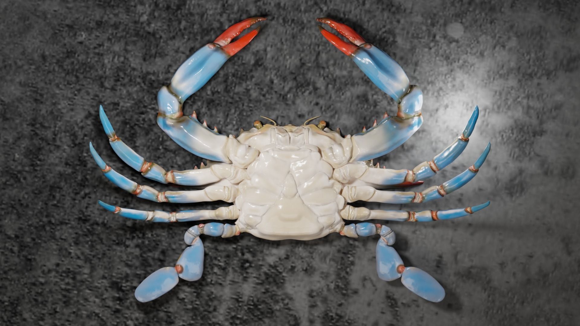 Blue Crab 3D model_3