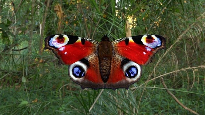 beautiful peacock butterfly Low-poly 3D model