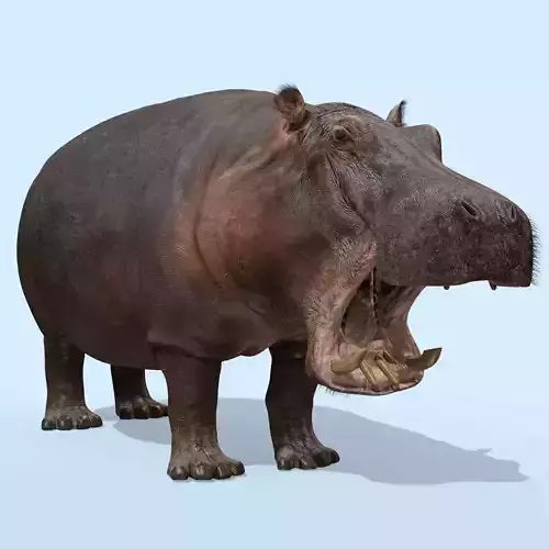 Super Hippo 8K - Animated 3D model