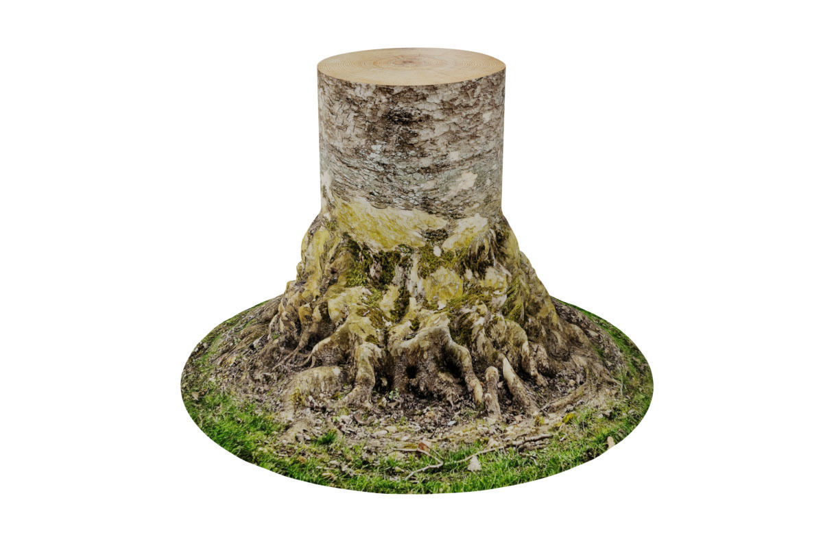Tree Trunk 3D model_3