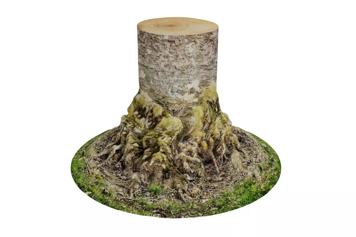 Tree Trunk 3D model_0