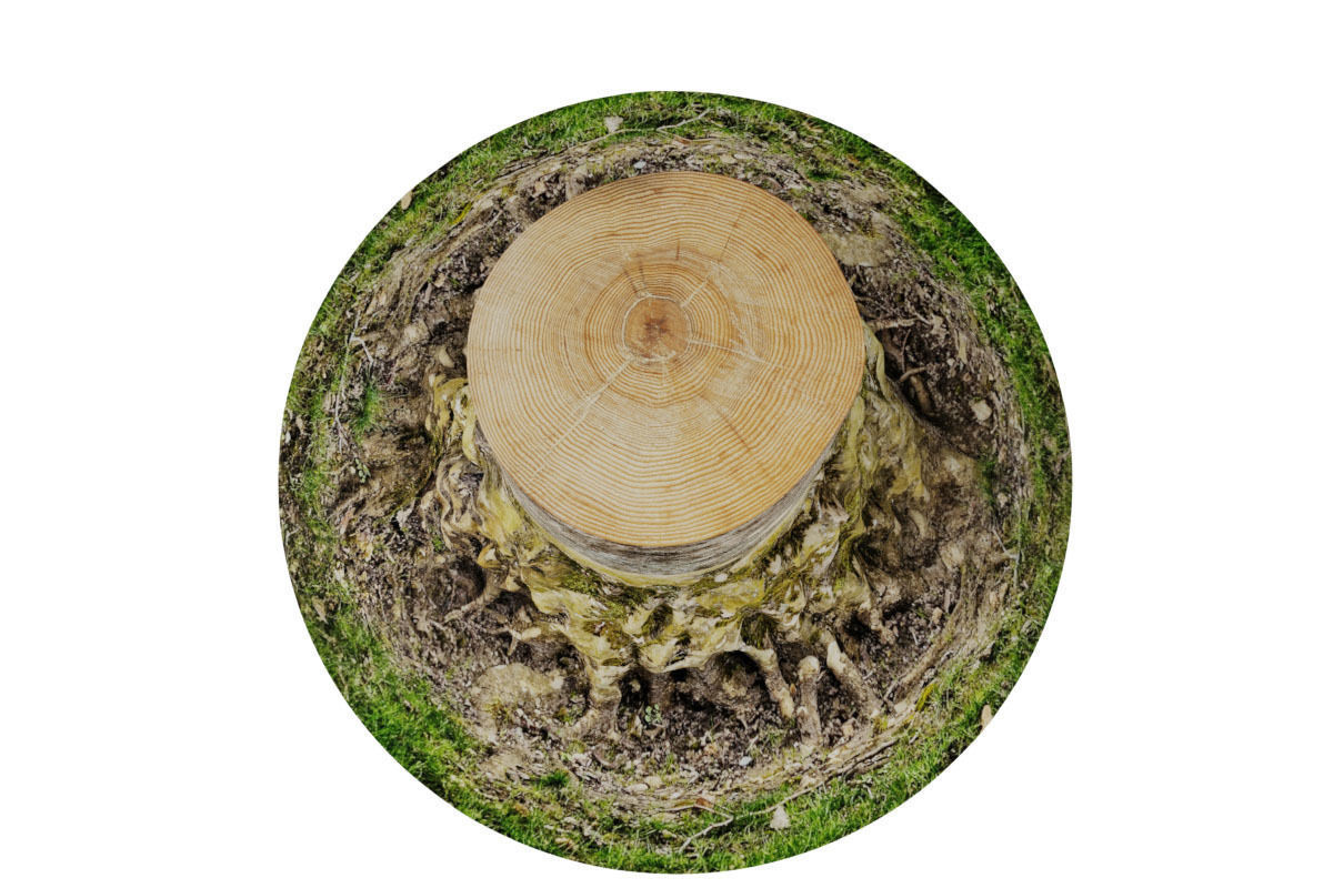 Tree Trunk 3D model_4