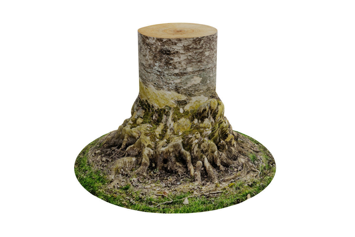 Tree Trunk 3D model_1