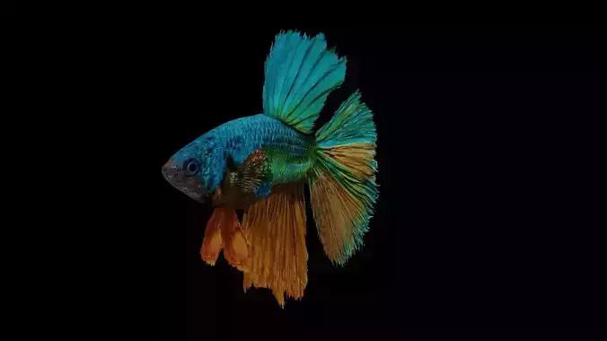 betta splendens Low-poly 3D model