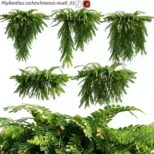 Phyllanthus cochinchinensis muell 03