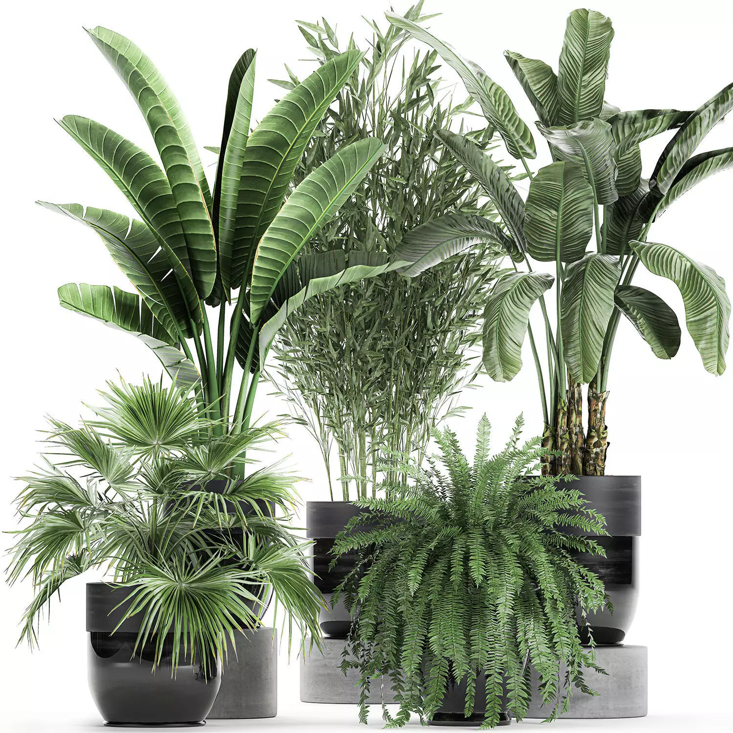 Houseplants in a black pot for the interior 711 3D model