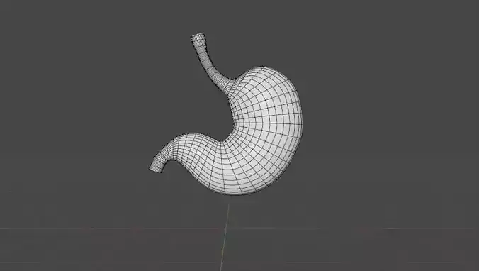 Stomach Model
