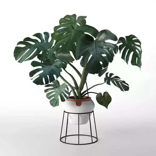 Monstera in Pot 2 3D model