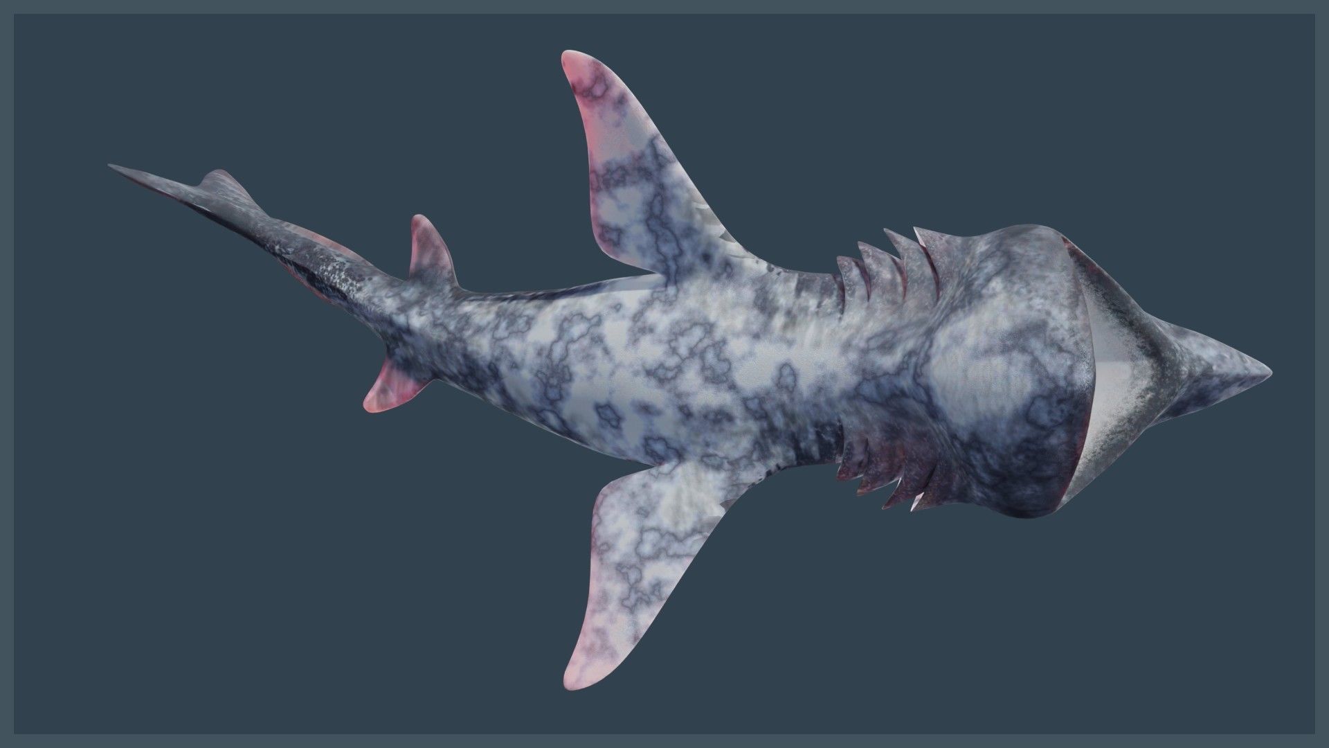 Basking Shark Low-poly 3D model_4