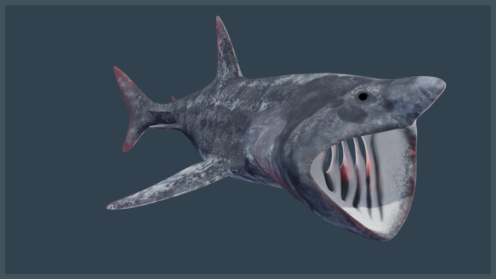 Basking Shark Low-poly 3D model_7