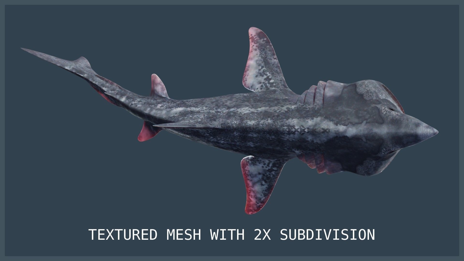 Basking Shark Low-poly 3D model_14