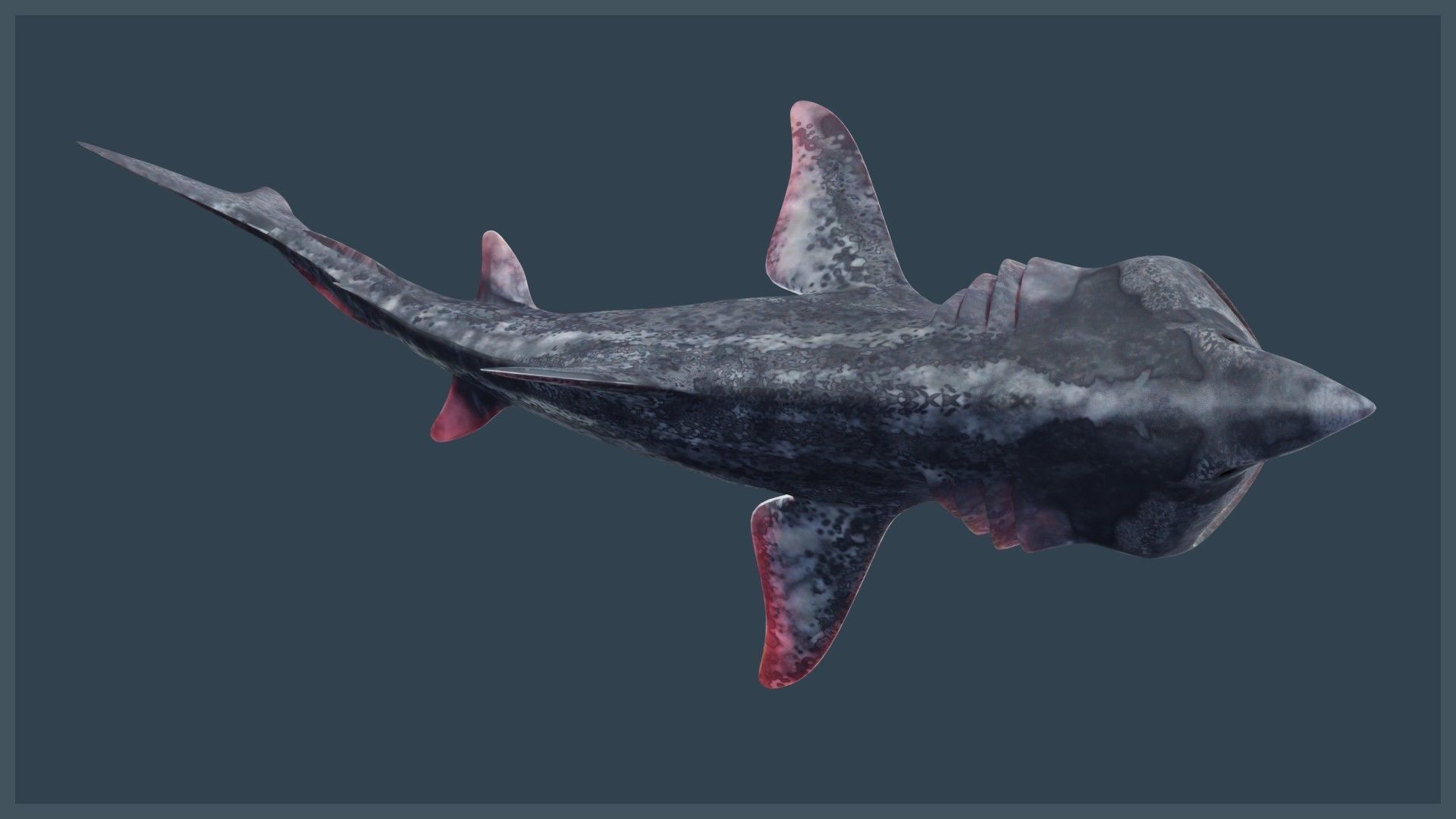 Basking Shark Low-poly 3D model_2