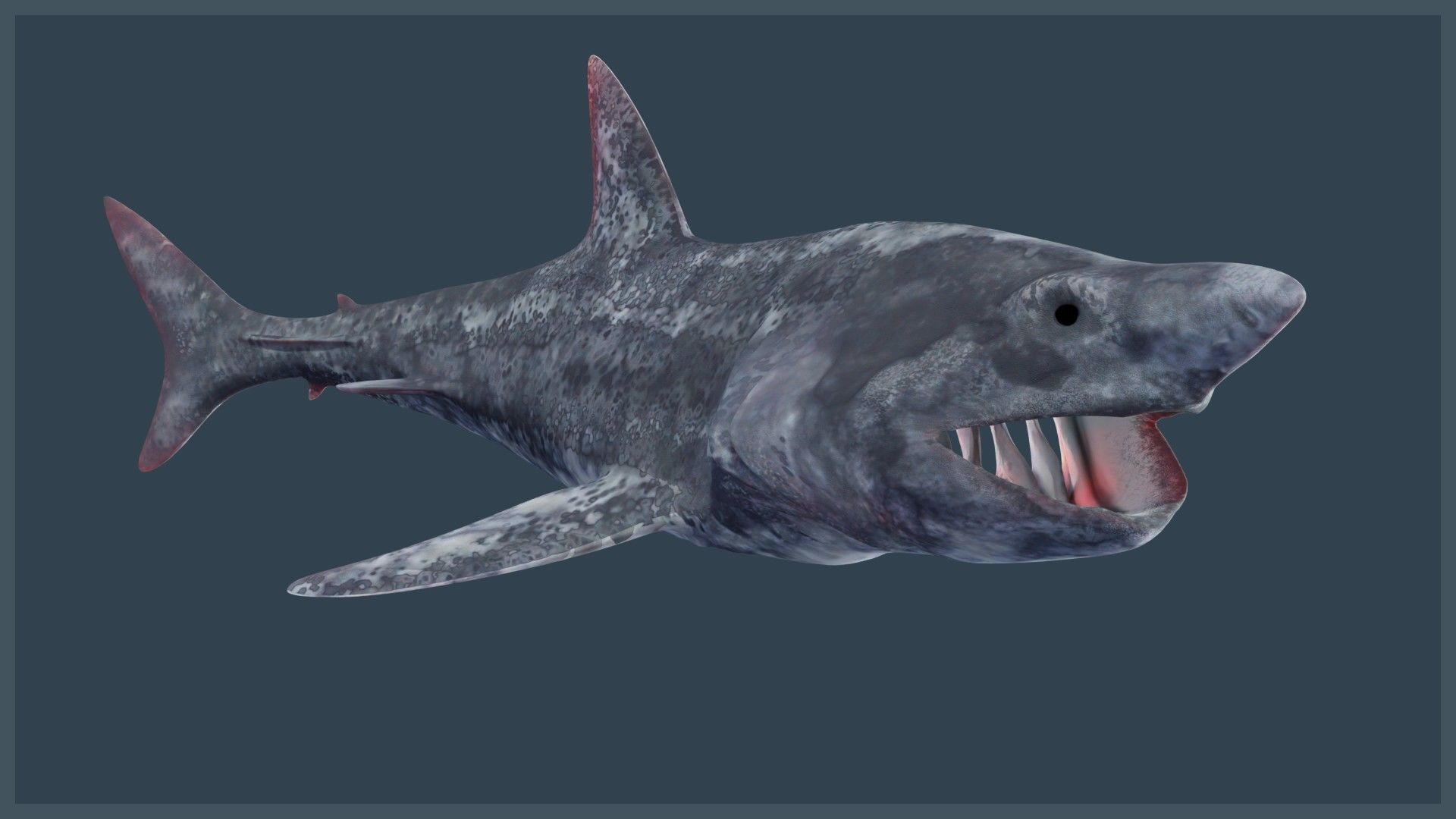 Basking Shark Low-poly 3D model_8