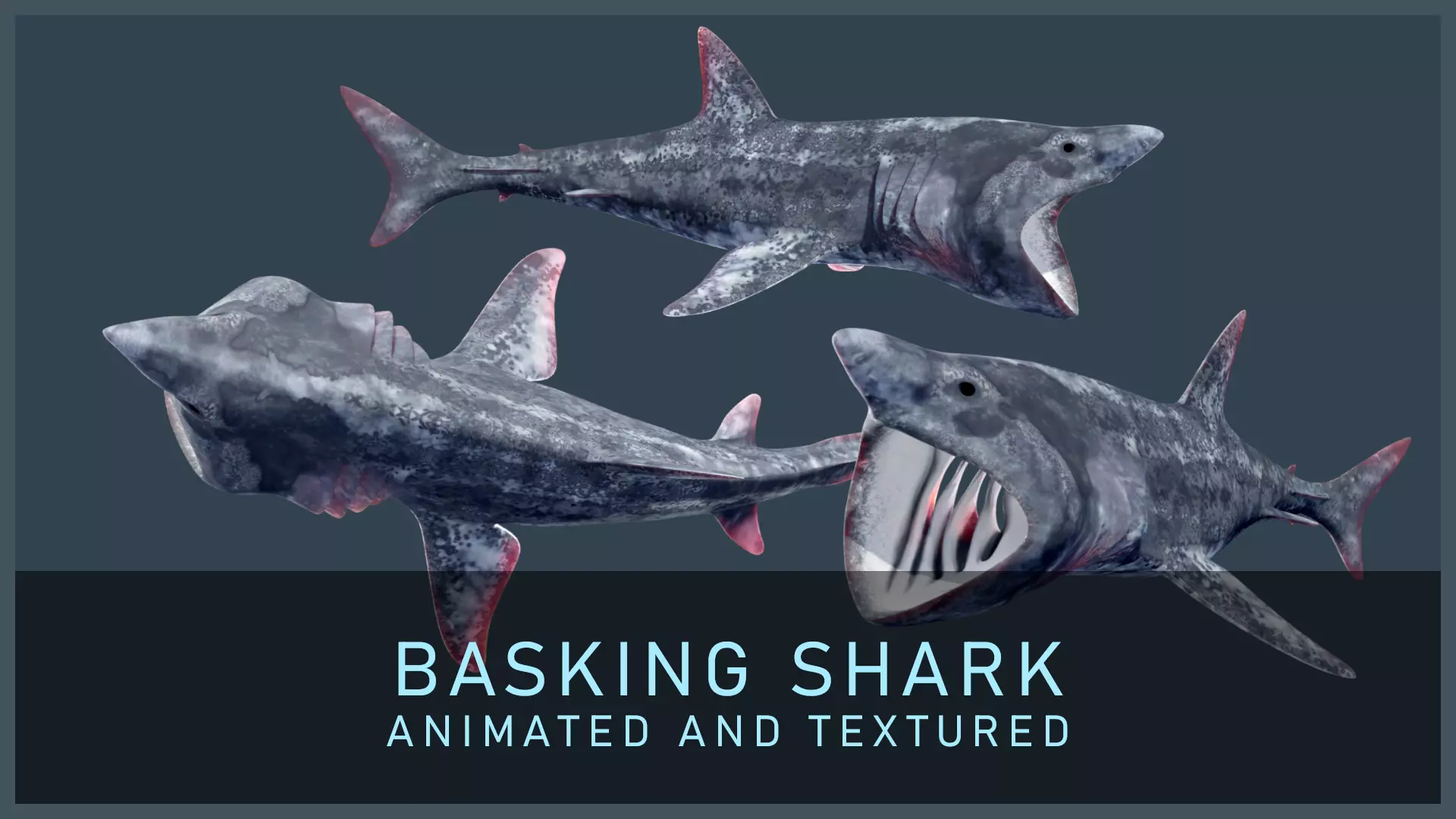 Basking Shark Low-poly 3D model_0