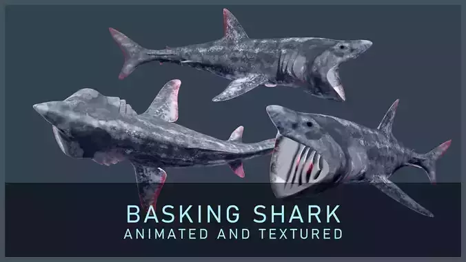 Basking Shark Low-poly 3D model