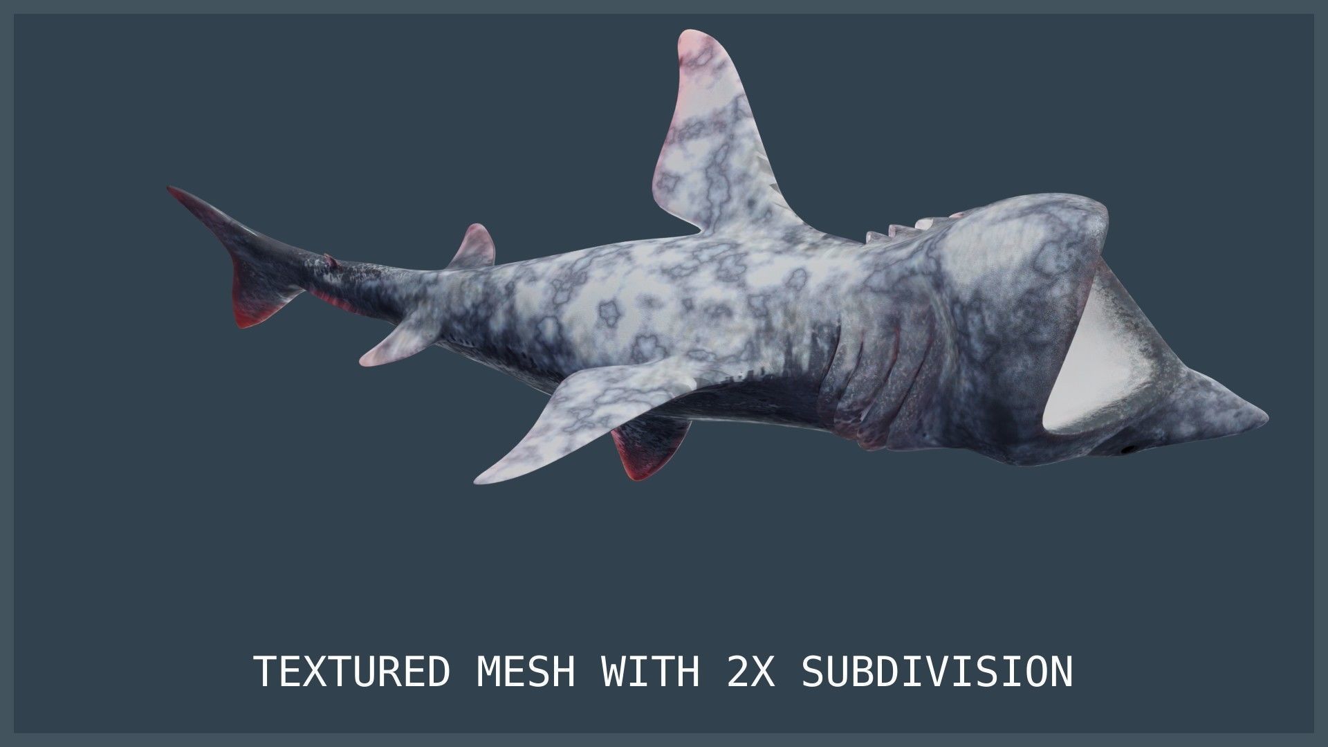 Basking Shark Low-poly 3D model_17