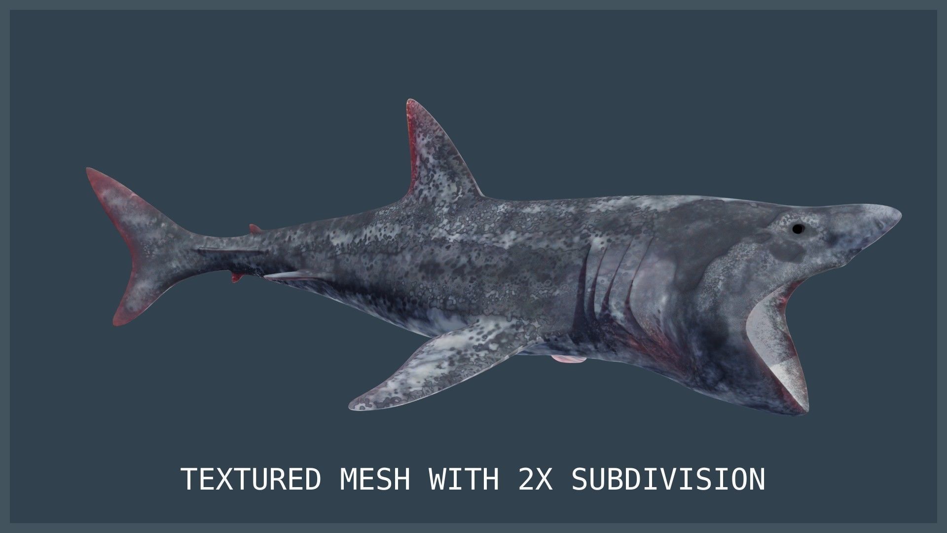 Basking Shark Low-poly 3D model_12