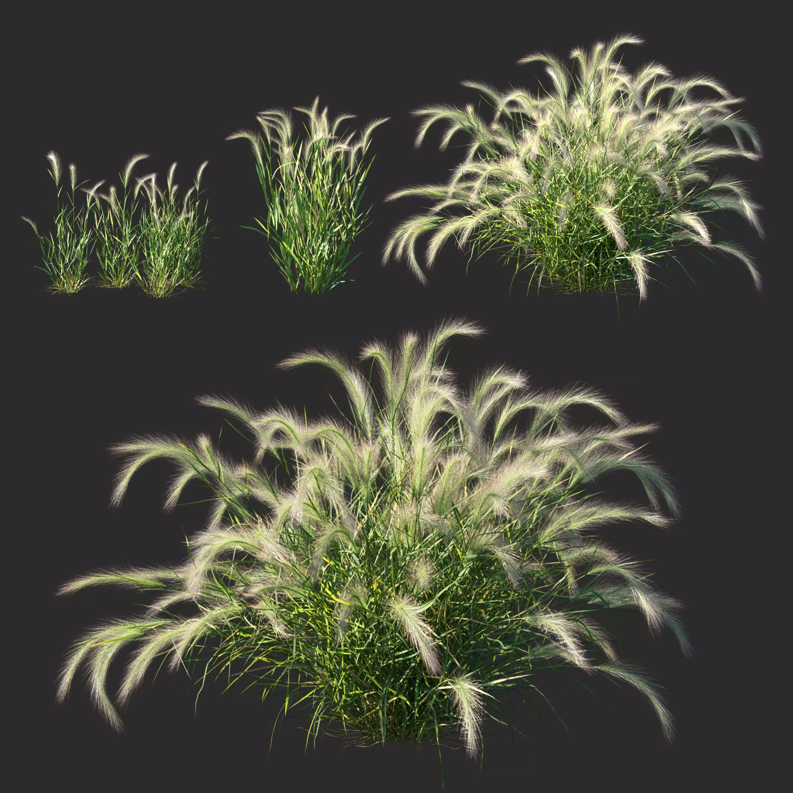 Hordeum jubatum Plant 3D model