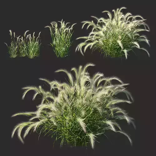 Hordeum jubatum Plant