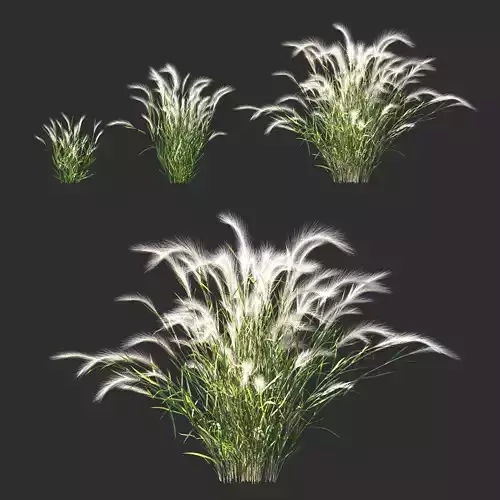 Hordeum jubatum plant