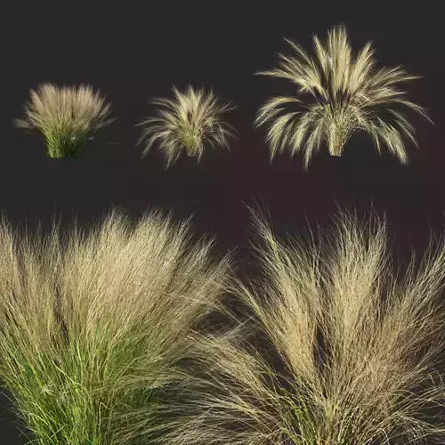 Nassella tenuissima plant