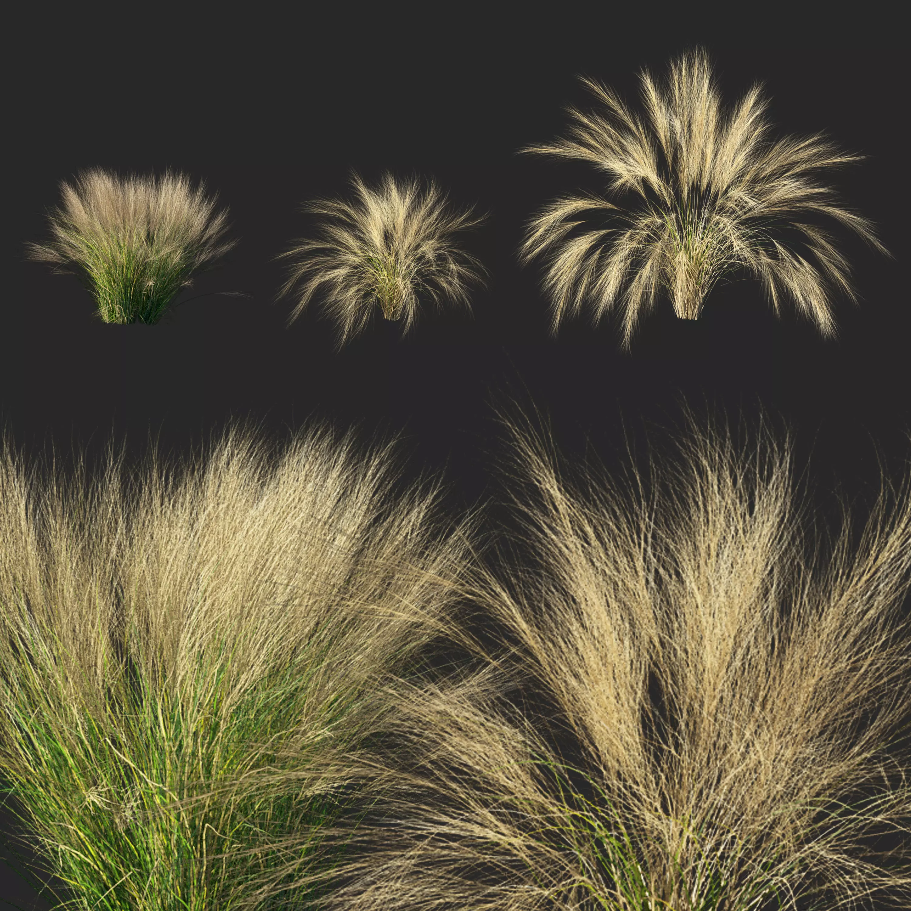Nassella tenuissima plant 3D model