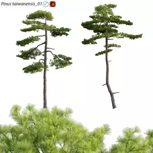 Pinus taiwanensis - Taiwan red pine - Pine 01