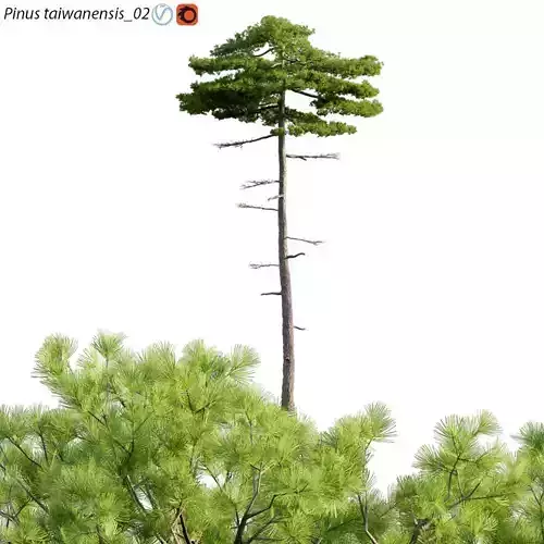 Pinus taiwanensis - Taiwan red pine -  Pine  02