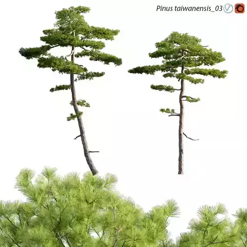 Pinus taiwanensis - Taiwan red pine - Pine 03