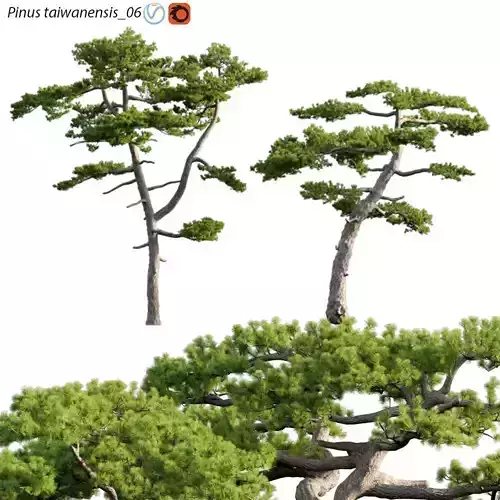 Pinus taiwanensis - Taiwan red pine - Pine 06 3D model