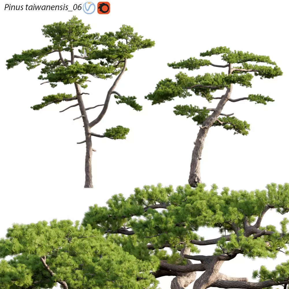 Pinus taiwanensis - Taiwan red pine - Pine 06 3D model_0