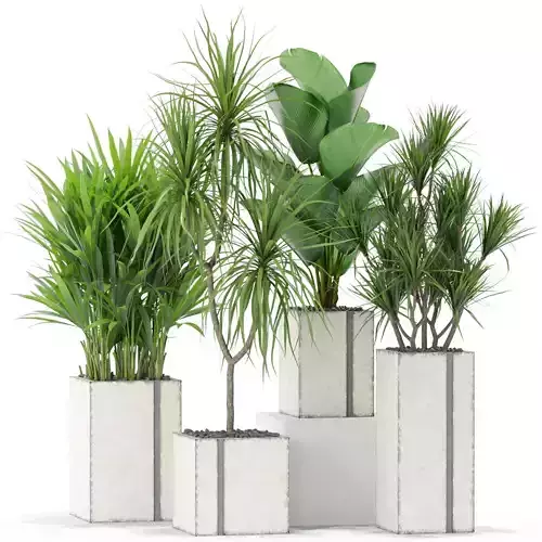 Plants collection 375 3D model