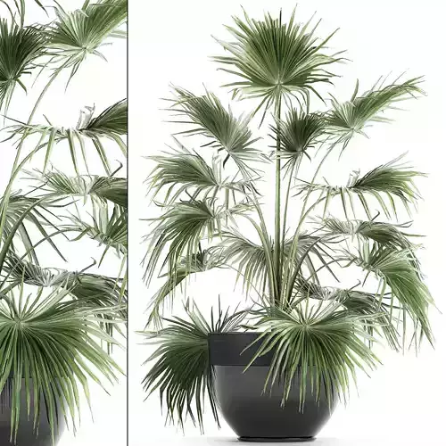 Decorative palm in a flowerpot 712 3D model