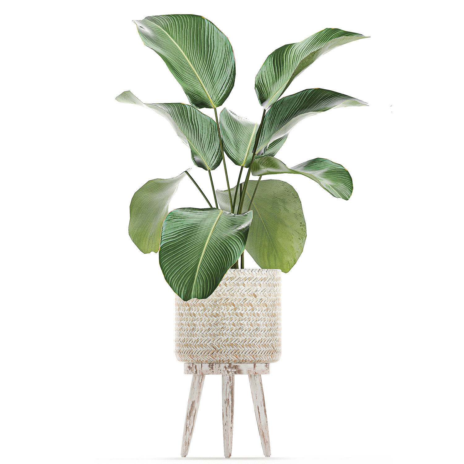 Houseplants in a white basket rattan for the interior 713 3D model_13