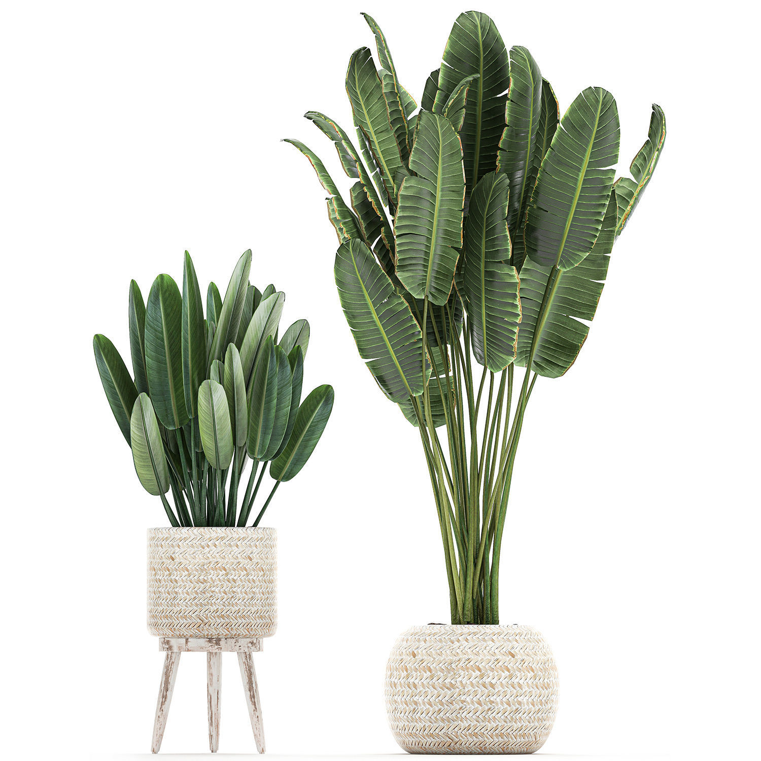 Houseplants in a white basket rattan for the interior 713 3D model_4