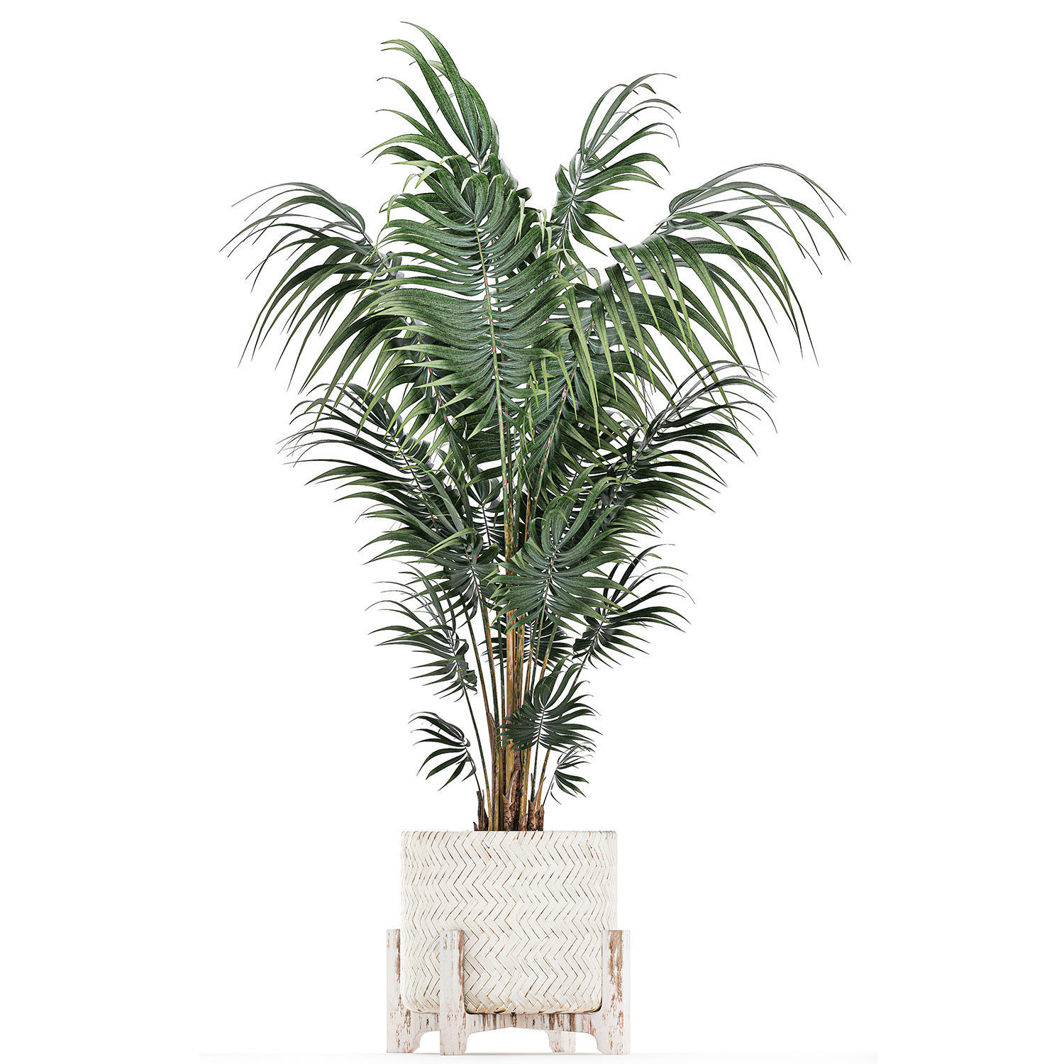 Houseplants in a white basket rattan for the interior 713 3D model_14