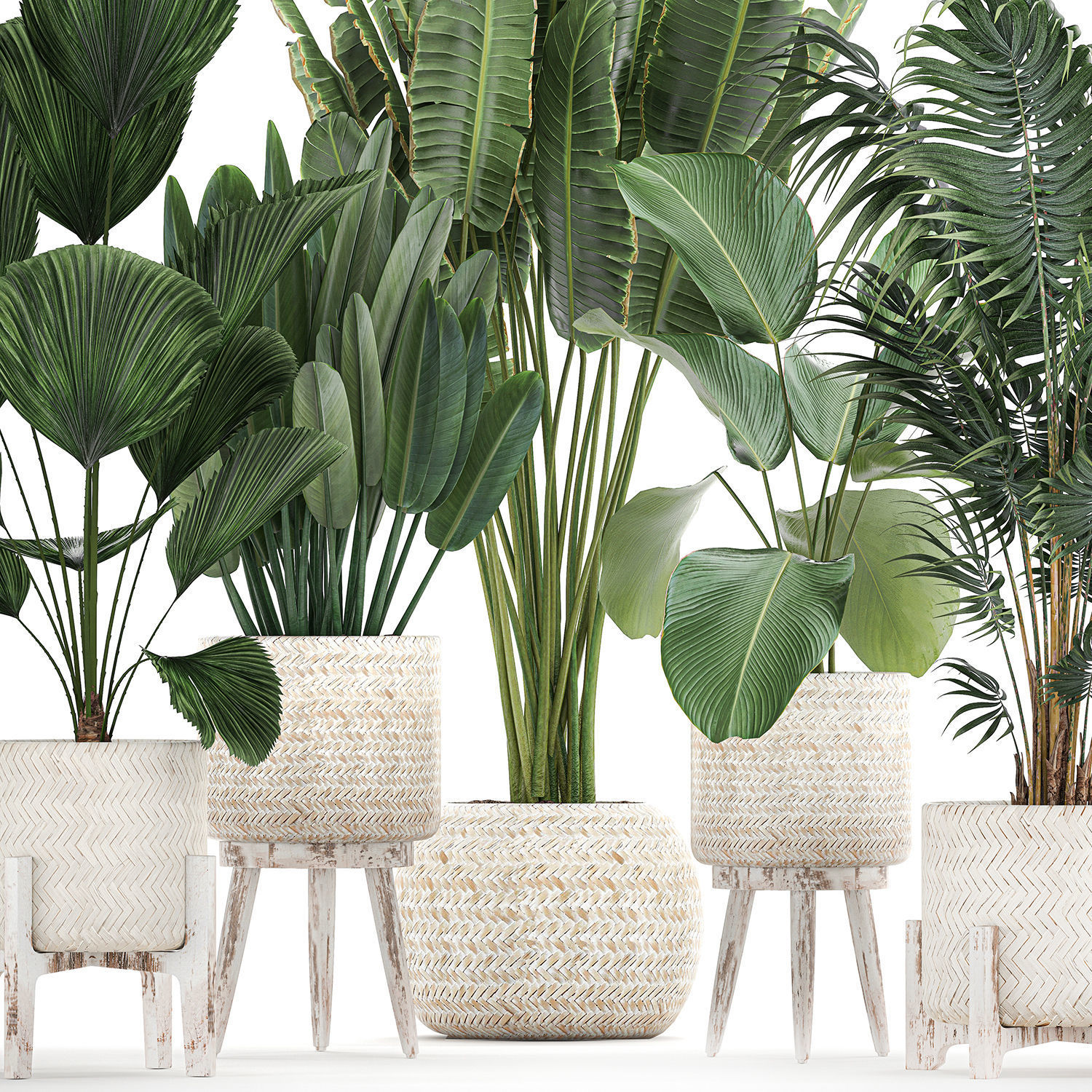 Houseplants in a white basket rattan for the interior 713 3D model_1
