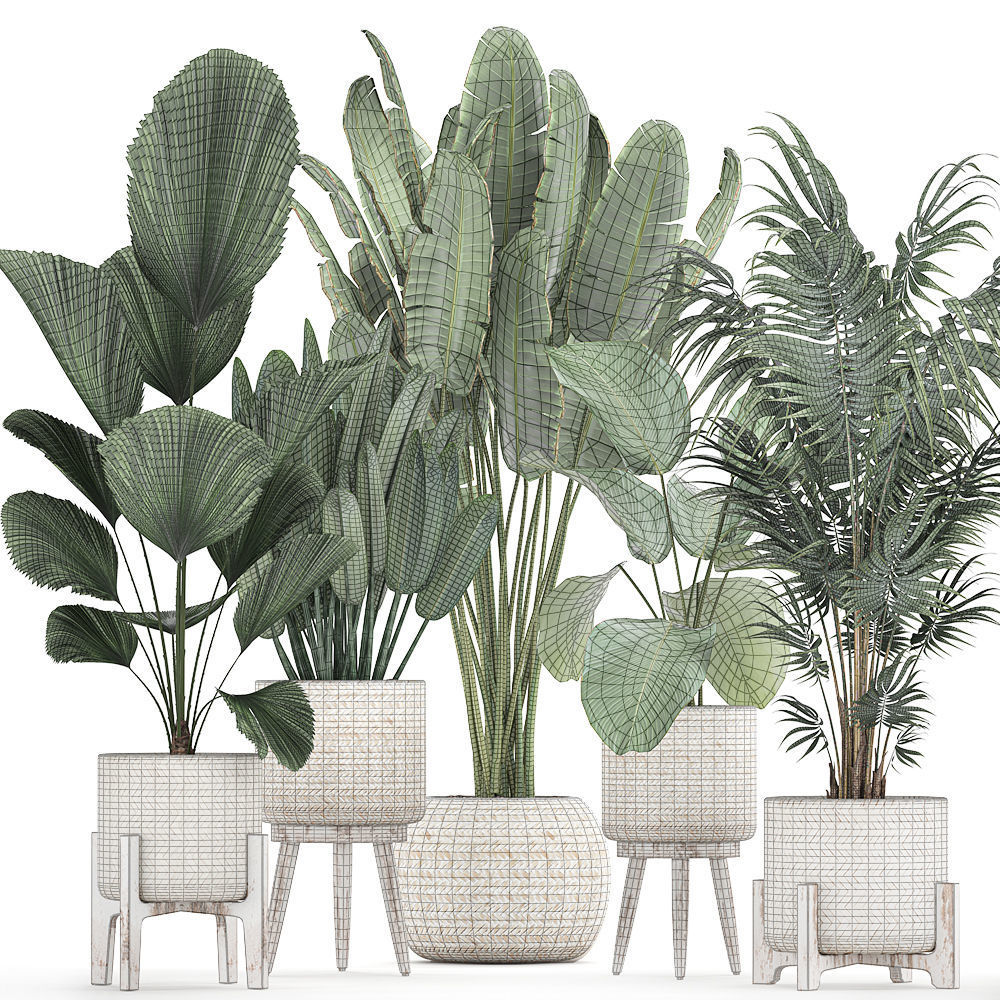 Houseplants in a white basket rattan for the interior 713 3D model_8