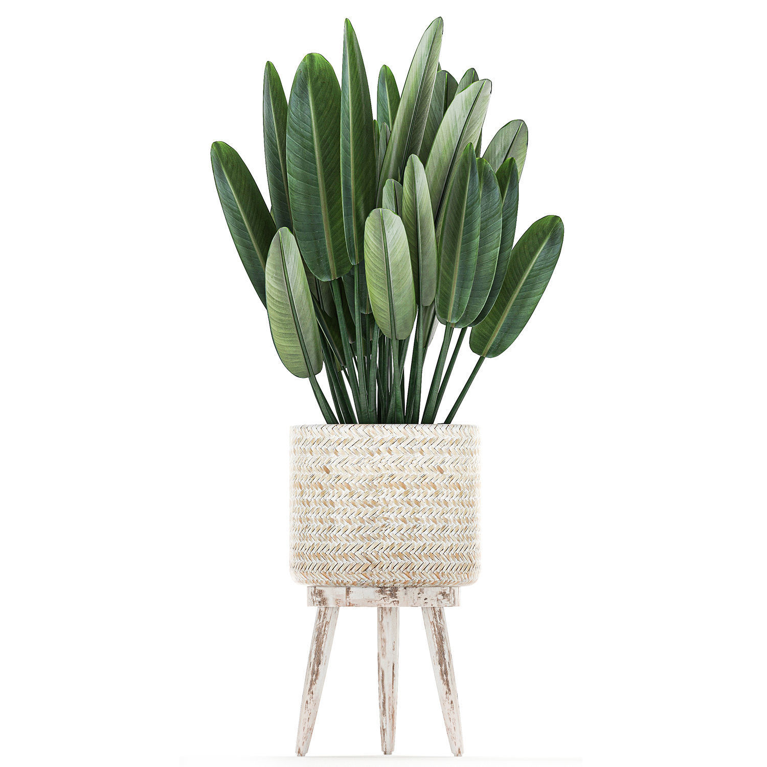 Houseplants in a white basket rattan for the interior 713 3D model_11