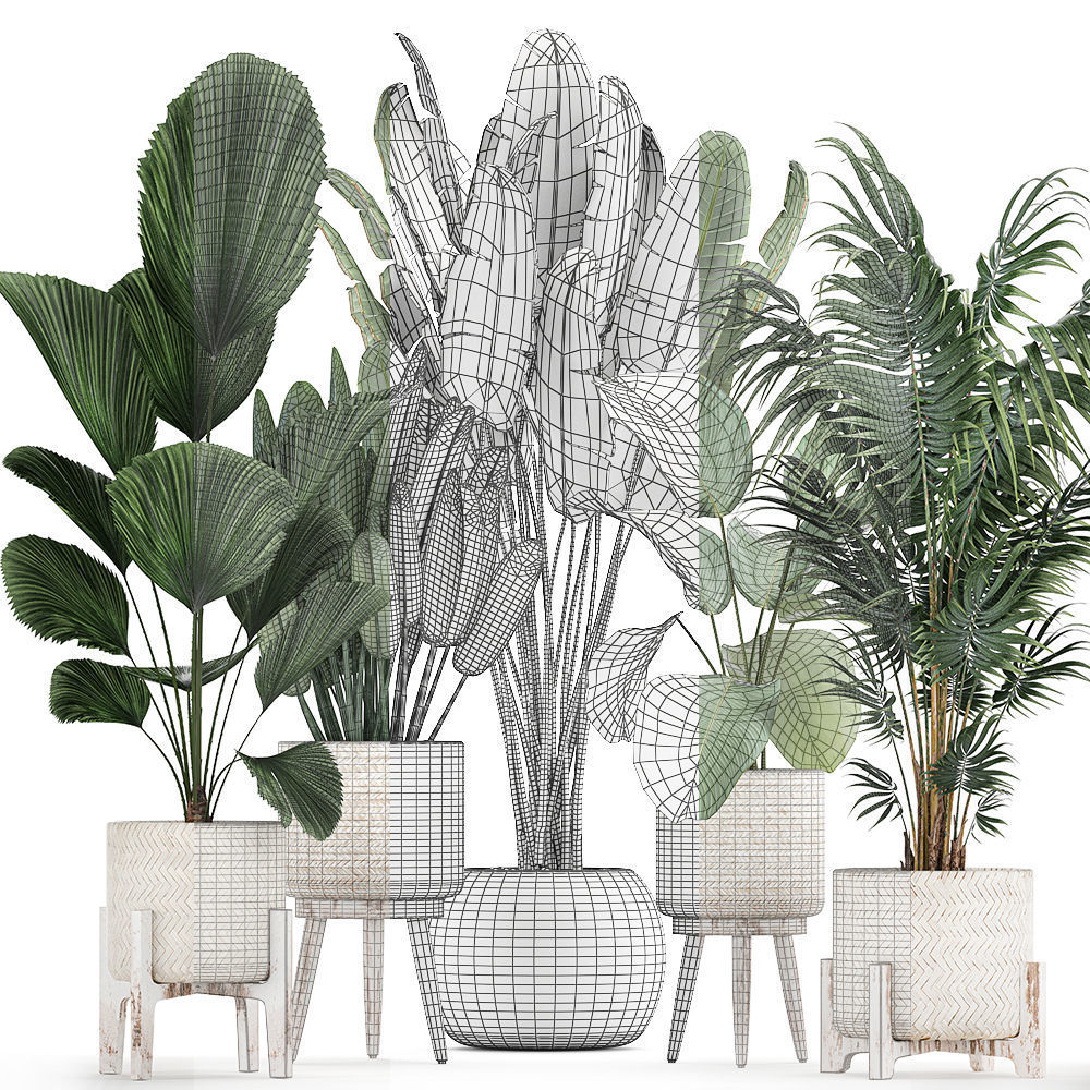 Houseplants in a white basket rattan for the interior 713 3D model_7