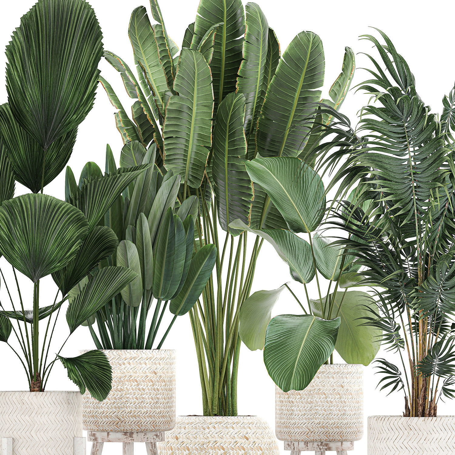 Houseplants in a white basket rattan for the interior 713 3D model_2