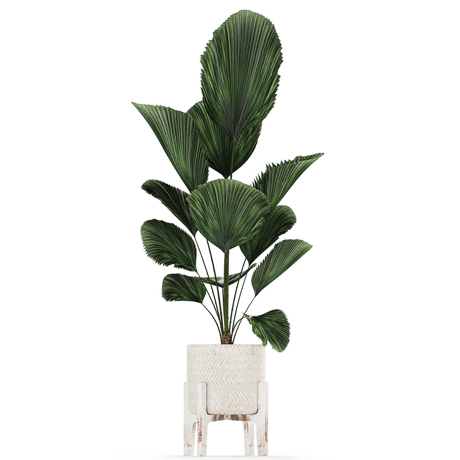 Houseplants in a white basket rattan for the interior 713 3D model_10