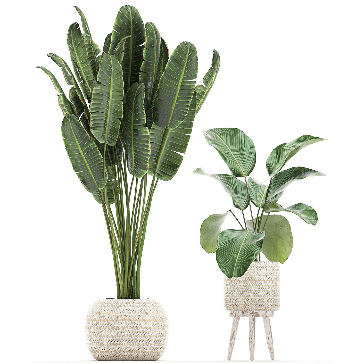 Houseplants in a white basket rattan for the interior 713 3D model_5