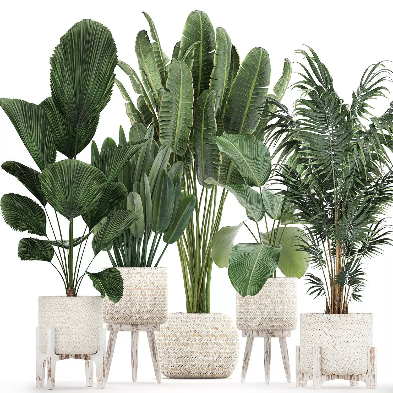 Houseplants in a white basket rattan for the interior 713 3D model_0
