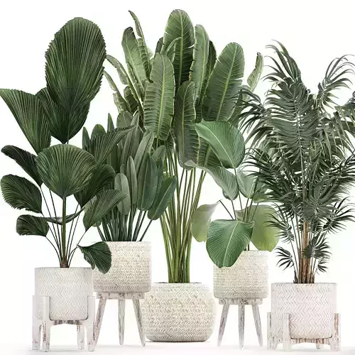 Houseplants in a white basket rattan for the interior 713 3D model