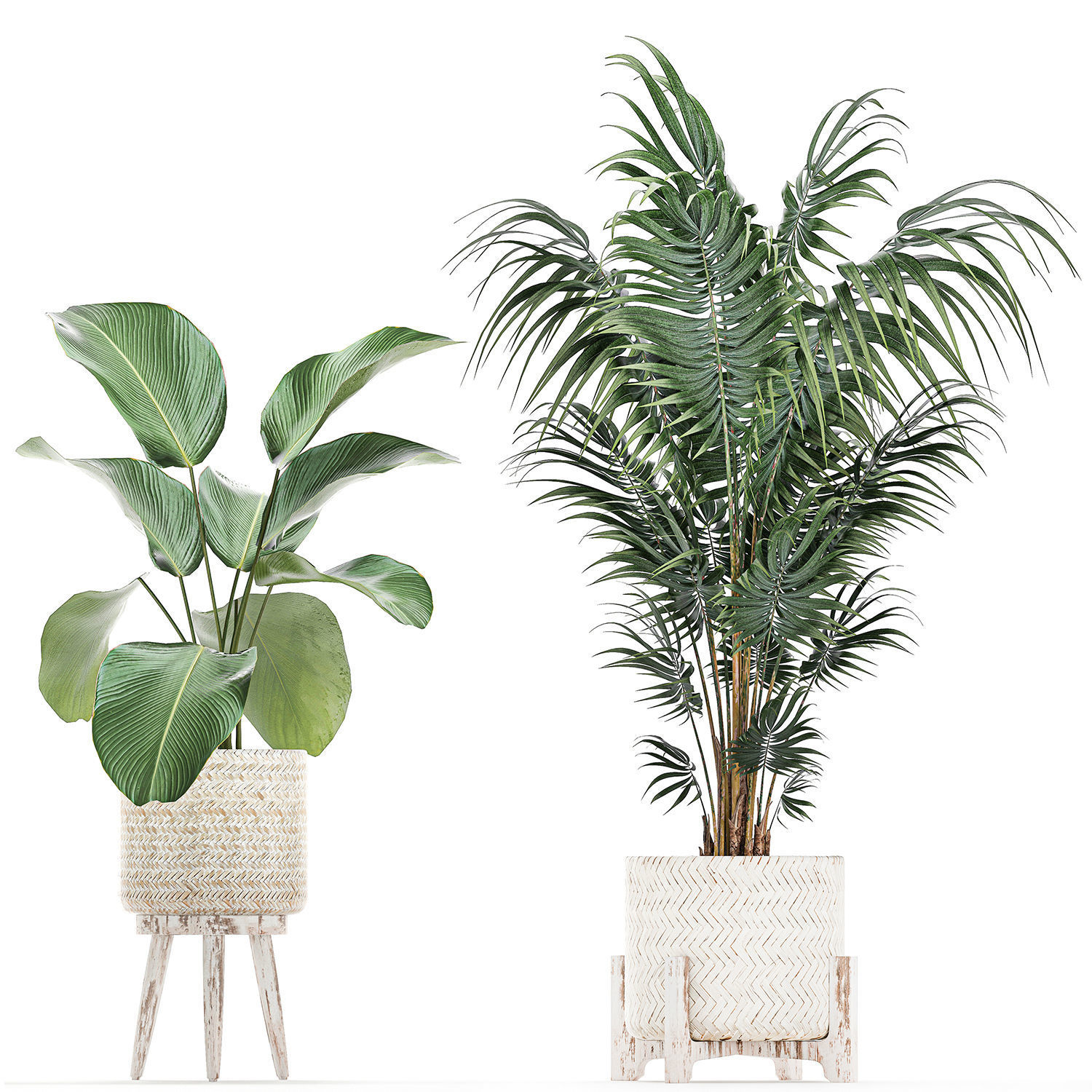 Houseplants in a white basket rattan for the interior 713 3D model_6